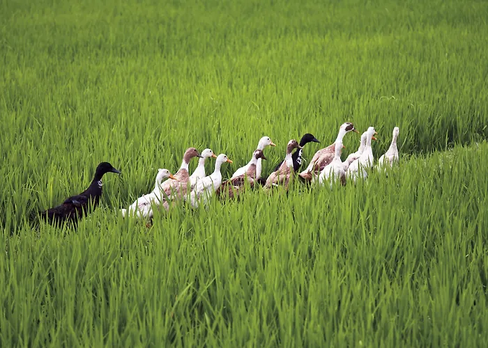 Bebek Tepi Sawah Restaurant & 3*